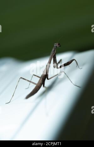 Chinesische Gottesanbeterin (Tenodera sinensis) - Gottesanbeterin isoliert auf grünem Hintergrund. Vertikale Aufnahme. Stockfoto