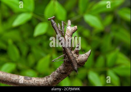 Chinesische Gottesanbeterin (Tenodera sinensis) - Gottesanbeterin am Ast. Grüne Blätter Hintergrund. Horizontale Aufnahme. Stockfoto