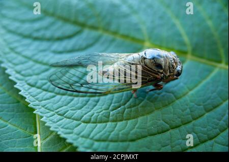 Graptopsaltria nigrofuscata, die große braune Zikade, auf Japanisch Aburazemi genannt. Zikade auf grünem Blatt. Stockfoto