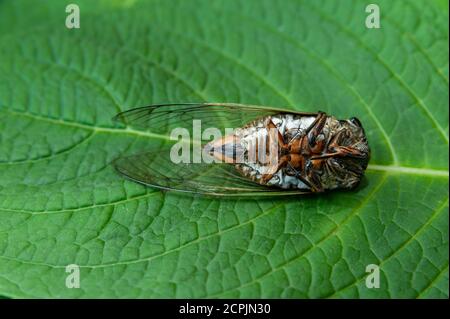 Tote japanische Zikade auf grünem Blatt - Graptopsaltria nigrofuscata, die große braune Zikade, im Japanischen Aburazemi genannt. Stockfoto