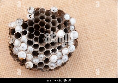 Wespennest mit Larve isoliert auf Jute Hintergrund - asiatische Riesengorne oder japanische Riesengorne (Vespa mandarinia japonica). Stockfoto