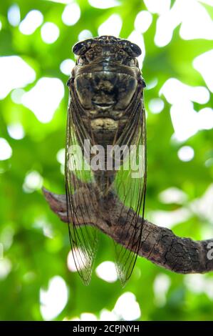 Graptopsaltria nigrofuscata (japanische Cicada), die große braune, genannt Aburazemi auf Japanisch. Auf trockenem Ast. Isoliert auf unscharfen Bokeh-Hintergrund. Stockfoto