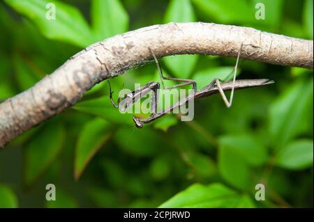 Chinesische Gottesanbeterin (Tenodera sinensis) - Gottesanbeterin am Ast. Grüne Blätter Hintergrund. Stockfoto