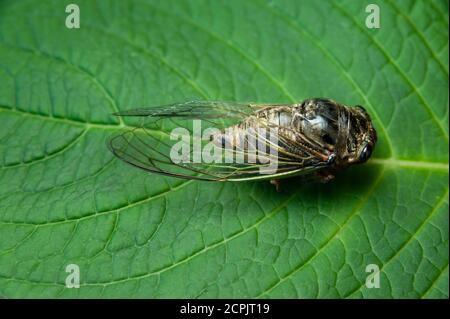 Japanische Zikade auf grünem Blatt - Graptopsaltria nigrofuscata, die große braune Zikade, im Japanischen Aburazemi genannt. Horizontale Aufnahme. Stockfoto