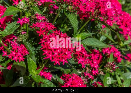 Ixora, Park, katholische Kirche Saint-Anne, Saint-Benoît, Réunion Island, Frankreich, Afrika, Indischer Ozean Stockfoto