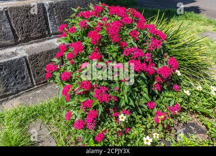 Ixora, Park, katholische Kirche Saint-Anne, Saint-Benoît, Réunion Island, Frankreich, Afrika, Indischer Ozean Stockfoto