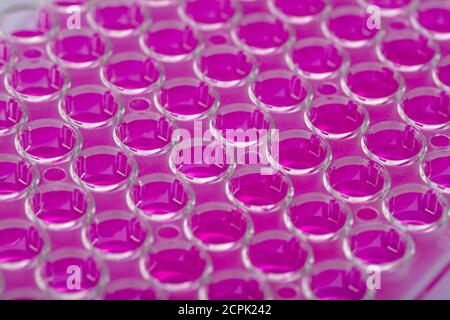 Wissenschaftler hält eine 96-Well-Platte mit Proben für biologische Analyse / Forscher Pipettieren von Proben von Flüssigkeiten in Mikrotiterplatten für Biomedizinische Forschung Stockfoto