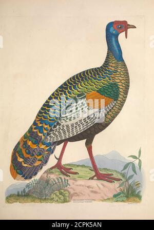 . Illustrationen der amerikanischen Ornithologie von Alexander Wilson und Charles Lucian Bonaparte : mit dem Zusatz von zahlreichen kürzlich entdeckten Arten und Darstellungen der gesamten Sylvae Nordamerikas. . Stockfoto