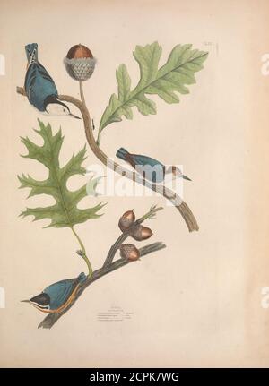 . Illustrationen der amerikanischen Ornithologie von Alexander Wilson und Charles Lucian Bonaparte : mit dem Zusatz von zahlreichen kürzlich entdeckten Arten und Darstellungen der gesamten Sylvae Nordamerikas. . Stockfoto