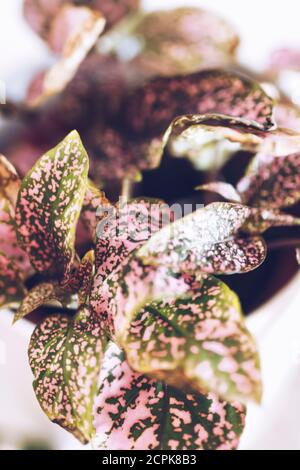 Calathea Zimmerpflanze, Nahaufnahme / rosa-grüne Blätter Stockfoto