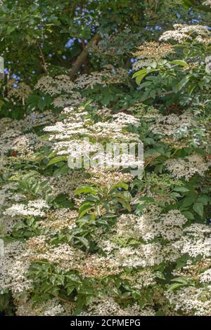 Elder (Sambucus nigra). Mehrere Büschen flacher Köpfe mit zahlreichen Knospen und cremeweißen Blüten. Gestielte zusammengesetzte Blätter von fünf bis severn Blatt Stockfoto