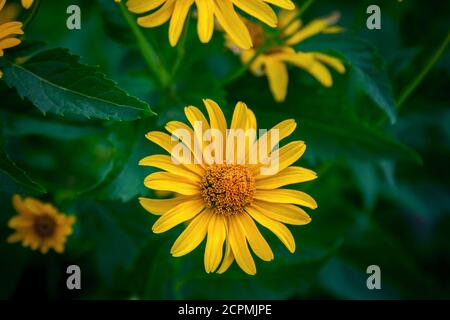 Close up schöne leuchtend gelbe Heliopsishelianthoides Blüten auch genannt raue Ochsenauge oder falsche Sonnenblume, wächst auf der Wiese. Sommer blüht na Stockfoto