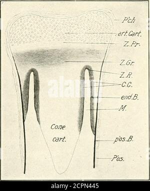 . Die Entwicklung des Kükens; eine Einführung in die Embryologie . Kubation). (4) endochondrale Ossifica-tion. Osteoblasten innerhalb der Pfeilhöhle lagern Knochen auf der Oberfläche der Strahlen des kalifizierten Knorpels ab, die zwischen den von Osteoklasten gefressenen Stellen und auf der inneren Oberfläche des perichondralen Knochens bestehen. Diese Prozesse erstrecken sich gradual bis zu den Enden des Knochens, und es gibt in den Langknochen der Vögel kein unabhängiges epiphysialzentrum der Verknöcherung, wie es inSäugetieren gibt. Die Enden der Knochen bleiben knorpelund sorgen für ein Wachstum in der Länge. Das Wachstum im Durchmesser der Knochen dauert pl Stockfoto