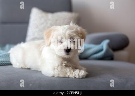 Niedliche kleine maltesische Hund Welpen, sitzt auf der Couch zu Hause, neugierig Blick auf die Kamera Stockfoto