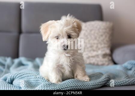 Niedliche kleine maltesische Hund Welpen, sitzt auf der Couch zu Hause, neugierig Blick auf die Kamera Stockfoto