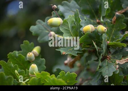 Blätter, Laub und Eicheln. Früchte der englischen oder pedunculate Eiche (Quercus robur). Nahaufnahme. Von unten betrachtet, Blick in die Zweige. Stockfoto