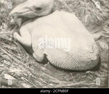 . Vögel anderer Länder, Reptilien, Fische, gegliederte Tiere und untere Formen; . fhati, von D. Li S»A/] ^M..h.urn JUNGE AUSTRALISCHE PELIKANPELIKANE^ wie Gannen-^d cormorants^ schlüpfen perfekt gerackt,-/ atid (fulte blinde Pelikane sind Natics der tropischen ami gemäßigten Regionen der Alten und Neuen Welt, und leben in Herden oft Nummerierung viele Thou-Sand. Das Nest wird auf den Boden gelegt, und darin werden zwei weiße Eier abgelegt. Die -oung sind nach dem Schlupf einige Zeit hilflos. In allen einigen si.x-and-thirt Arten von CORMOR.NTS sind der Wissenschaft bekannt, von denen zwei sind allgemein zu treffen mit Stockfoto