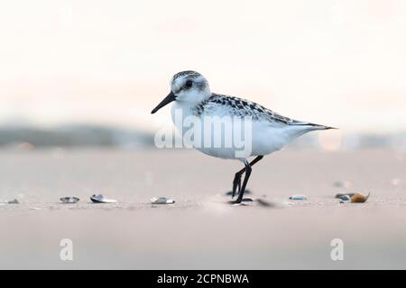 Watvögel oder Seevögel, sanderling am Strand Stockfoto