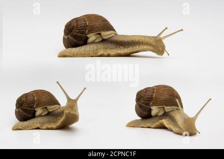 Set von verschiedenen Position der Traubenschnecken isoliert auf weißem Hintergrund. Drei schöne Traubenschnecken. Eine Schnecke bewegt sich auf Holzwürfeln Stockfoto