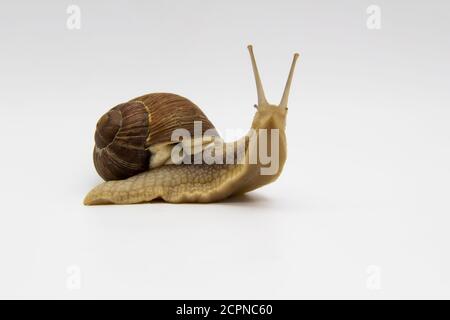 Schöne Traubenschnecke isoliert auf weißem Hintergrund. Die Schnecke schaut direkt in die Kamera Stockfoto