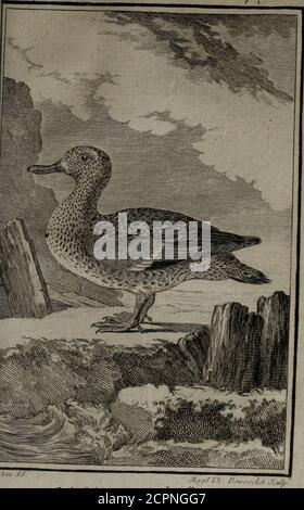 . Histoire naturelle des oiseaux . ËLËCI^^OTL I. A 8 A H C K1.1. !•: nu)/A • r.rjn. xr/i. Tl. XVM. /ui.r . 3t^. J. A S -Vue KI.LK des Sarcelles, 3 8 ^ e ^ LA PETITE SARCELLE. (4 , - Seconde efpèce. V&gt;ETTE Sarcelle eft un peu plus petiteque !a première, & elle en diffère encorepar les couleurs de la tête qui eft rçiiffe ^ y^oyex les planches enluminées, 7?. 947. (A) On ïui donne fa plupart des noms de lafarceîle commune ; les fuivans paroilTent lui êtreparticuliers : en Allemand , troejfelj krieg-enten ,kruk Entu, graw-entliii; & la femelle, bninh-kœpfichteiidtliii,; Qn Suifle , momenîle, f Stockfoto