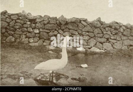 . Das Land der Hügel und der Glens; wildes Leben in Iona und den inneren Hebriden. Bewick Swans in ihren Winterquartieren. Ein einsamer Bewick Swan Red-necked Phalarope in seinem Sommerquartier im Juli. Stockfoto