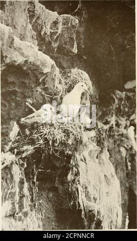 . Das Land der Hügel und der Glens; wildes Leben in Iona und den inneren Hebriden. Lesser Tern und sie Küken.. EINE KITTIWAKE MIT IHREM JUNGEN. Der Stamm des Meeres Sivallows alle Altersgruppen, der wandernde Instinkt erweist sich stärker als dieelterliche. Aber ich glaube nicht, daß ihr Zug ein eiles ist, wie der der Vögel, die Schwierigkeiten haben, Nahrung auf ihrem Weg zu finden; Denn die Seeschwalben scheinen gemächlich entlang der Küsten ihren Weg zu machen, indem sie sich auf den Sandalen ernähren, während sie gehen, und allmählich jene südlichen Regionen erreichen, wo sie, mit der Sonne, die warm scheint und das Meer blau und unruffled, sie wil Stockfoto