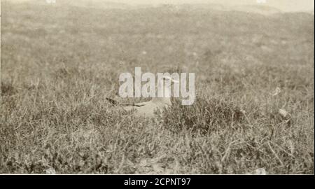 . Das Land der Hügel und der Glens; wildes Leben in Iona und den inneren Hebriden. Arctic Skua nähert sich ihren Eiern.. Arctic Skua auf ihrem Nest. Stockfoto