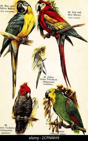. Vögel der Welt für junge Menschen. ce der Eule in Form und Gewohnheiten hat itits gemeinsamen Namen gegeben. Der kleine Budgerigar, oder Grassittich, ist ein anderer der australischen Vögel, eher ein Bodenfutterer als die meisten Papageien. Es ist ein extrem gewöhnliches Käfig-Vogel, der in der Enge lebt und brütet. Sein Gefieder ist im Allgemeinen dunkelgrün, variiert in den verschiedenen Arten mit Flecken und Mottling von braun, blau und gelb. Der Flug dieses Vogels ist stark andrapid, und während auf dem Flügel ist es extrem laut.Siehe Platte 8, Abb. 38. Der Helm, oder Ganga, Cockatoo, gefunden in aus-tralia, ist t Stockfoto