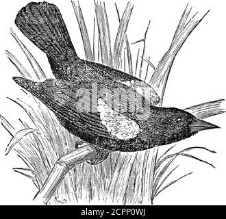 . Unsere Vögel in ihren Geiseln : eine populäre Abhandlung über die Vögel des östlichen Nordamerikas . na der verschiedenen geologicalages, ist die Differenzierung in der Tat immens. Aber alle die verschiedenen Formen sind auf bestimmten festen Plänen der Struktur aufgebaut. Die großen Klassen, Ordnungen und Familien haben ihre Vertreter überall; und, während diese Arten von 108 DIE ROT-WiNGEl) BLACKStUD. Die Struktur ist in der Reihenfolge der Zeit allgemein progressiv gewesen, in den niederen Formen des Tierlebens gibt es Somegenera, die fast von der ersten Morgendämmerung des Lebens bis zur Gegenwart gestanden zu haben scheinen. Eine sorgfältige Bindung von Stockfoto