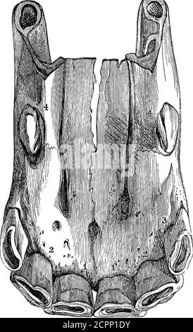 . Die Verwendung von Ellimans Embrocation für Pferde, Hunde, Vögel, Rinder . A. Anterior Maxillarknochen. j.. i. Zentrale Zangen, erheblich abgenutzt. ■z, z. Das nächste Paar voll entwickelt, mit ihren Kanten leicht abgenutzt. 3- 3- Eck permanente Zangen, in einem Zustand des Wachstums, mit den Rändern der Kavität scharf, und die Marke sehr einfach. 4. 4- die Binsen, die sich durch das Zahnfleisch, aber nicht ausgewachsen (nicht seenin die Stute). PFERDE. 73 OBERE ZANGEN UND TUSHES IM ALTER VON FÜNF JAHREN. Stockfoto