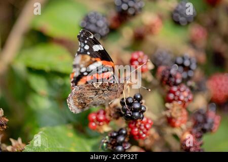 Schmetterling des roten Admirals (Vanessa atalanta). Fütterung von überreifen Brombeeren (Rubus fruticosus), mit teilweise offenen Flügeln. Stockfoto