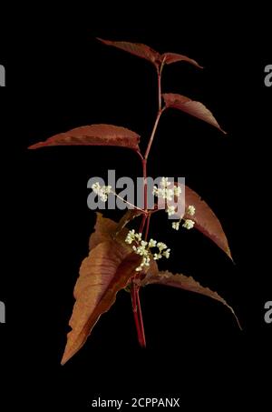 Persicaria Blätter und Blumen Stockfoto