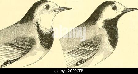 . Histoire naturelle des oiseaux : suivant a classification de Isidore Geoffroy-Saint-Hilaire ; avec l'indication de leurs moeurs et de leurs rapports avec les Arts, le Commerce et l'agriculture . ^ (MotacUUl I F VMII.LK l»KS TL liDIDES. 2n:i positihrs S(clios, de iiinufrnsrili-i, nu lilinintvi, taclirlisli.iïiirs o (Ipiiiio, 1P)ftil nxe ilc ^sn et (le rriii ; lii^inul(et poiutjllis ih irris et isix li   iu&gt;s et demie. Le. Stockfoto