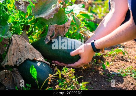 Ein Mann prüft die Qualität eines Kürbisses auf einem grünen Feld. Biologisch hergestellt für frischen Konsum und einen gesunden Lebensstil. Stockfoto