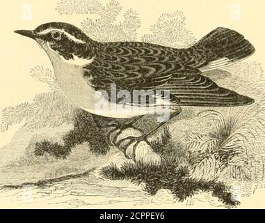 . Histoire naturelle des oiseaux : suivant a classification de Isidore Geoffroy-Saint-Hilaire ; Avec l'indication de leurs moeurs et de leurs rapports avec les Arts, le Commerce et l'agriculture . ldlilKMlt ciini ,1 -riiiul ax est deniiiis moins «iridi 2:!!l ■ il ir uls , (liiii lilrii Ver-.(• il li-ncs, Li-lil (U-Lil (le si nii Stockfoto