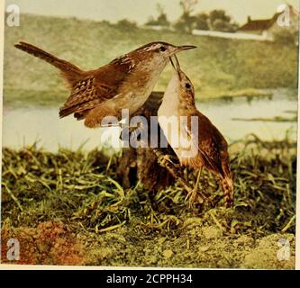 . Vogelnachbarn : eine einführende Bekanntschaft mit hundertfünfzig Vögeln häufig in den Gärten, Wiesen und Wäldern um unsere Häuser gefunden . LANGE FAGELSCHNABEL MARSH WRENS.Lebensgröße. Braun, Olive oder Gtayish Braun und Braun und Grau Sparrowy Vögel lang --Fagelschnabel Marsh Wren (Cistothortis palustris) Wren Familie Länge - 4.5 bis s. 2 Zoll. Eigentlich etwas kleiner als der Zwergspatzen. Anscheinend halb so groß. Männlich und Weiblich – Braun oben, mit weißer Linie über dem Auge, und der Rücken unregelmäßig und schwach mit Weiß gestreift.Flügel und Schwanz mit dunklerem Zimtbraun verbarrt. Underneath White. S Stockfoto