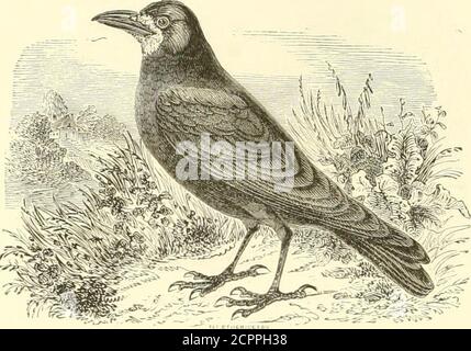 . Histoire naturelle des oiseaux : suivant a classification de Isidore Geoffroy-Saint-Hilaire ; avec l'indication de leurs moeurs et de leurs rapports avec les Arts, le Commerce et l'agriculture . 206 PASSEREAUX DiEODAGTYLES GLLTRIROSTRES. Dans cortaines localités de la Belgique, ol construisent souvent jusquà quarante nids sur unpeulier Blanc. ILS semblent y travailler en commun; une fois établis, on ne peut plus les endéloger; ils reconstruisent sans cesse les nids que lon abat, sans sinquiéter des coups defusil. La ponte est de trois à cinq œufs oblongs ou arrondis, de couleur variable, ve Stockfoto