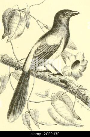 . Histoire naturelle des oiseaux : suivant a classification de Isidore Geoffroy-Saint-Hilaire ; avec l'indication de leurs moeurs et de leurs rapports avec les Arts, le Commerce et l'agriculture . et les parties inférieures sont dunbeau jaune, plus foncé sur le devant du cou et sur la poitrine; le bec est noir, avec le nnlieugrisâtre; les pieds sont noirs. – VA-[ Oiseau habite les montagnes, et se tient sui les bords disrivières qui y prennent leur source. Au-dessus du lit écumeux de ces eaux, i/UI decendent enrondant parmi les blocs de granit vers la plaine où leur cours sera .silencieux et Stockfoto