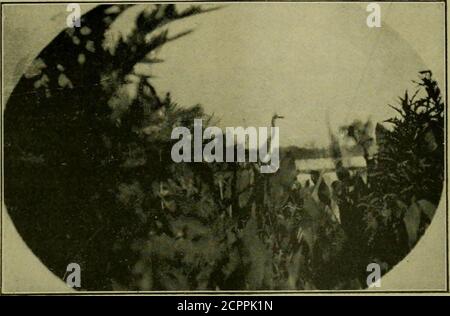 . Der Oöloge für den Schüler von Vögeln, ihren Nestern und Eiern. 7, 1910: Gelbkehliger Vireo, Nest hängt am Rand des Tulpenbaumes; 3Eier. 15. Juni 1910: Amerikanischer Rotstarter, Nest in Gabel von kleinem Ahornbaum; 4Eier. 13. August 1910: Zedernwachflügel, Nest auf Apfelbaum-Gliedmaßen; 5 Eier. F. H. Holley. Es mag Ihre östlichen Lesern interessieren zu hören, dass während der Vorzeigesaison 1910 die Annas Hummersin in dieser Umgebung während der letzten Hälfte des Oktober eine Paarung begann. Ich sah daserste Männchen, das seine Entwicklungen über das Weibchen am 30. Oktober durchführte; aber Mr. Bradford Torrey bemerkte es einige Tage zuvor. Nn Novembe Stockfoto