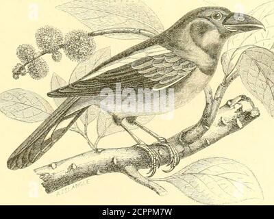 . Histoire naturelle des oiseaux : suivant a classification de Isidore Geoffroy-Saint-Hilaire ; avec l'indication de leurs moeurs et de leurs rapports avec les Arts, le Commerce et l'agriculture . i r i, i:. Irnllii. Läuse Irès-larf/c, Narines roslvalcs (. i m iî ii; r, n V (i i !■. CI/i/ihirr/ii/iii/uis. Nrnines basa/es E i r. V i. i m i:. Eiinilnhiiin. lier crlrêiiiiiiHiil //iri/c Li rrii/h sur .vc.V lian/s ConvnoN. Ciiri/i/nn. Gknru ELiHYL.VniK, Euruhiiiuus. De llorslicld (sOpù,-, Large, Xatab,-, gosier). Le becest beaucoup plus large (pichaut; la mandibule supérieure a son arête tronc Stockfoto