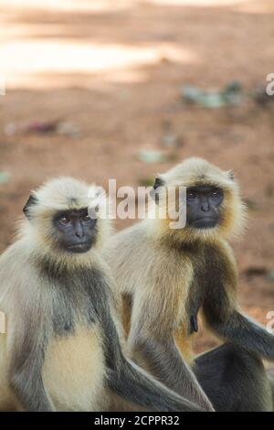 Monkey Do Stockfoto