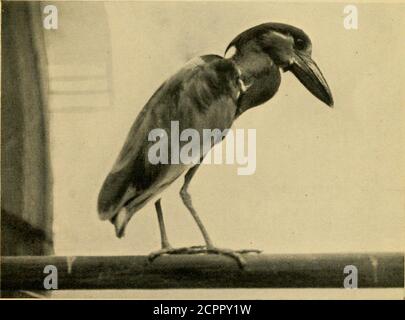 . Die Vögel der Welt eine einfache und beliebte Klassifizierung der Vögel der Welt. Tucanet-Fleckschnabel {Seknidera maculirostris). {Siehe S. i66.)in diesem Toucan ist der Schnabel kaum größer als in einigen Barben; der Vogel ist etwa so groß wie eine Taube. Copyright Fotos W. S. Berridge, F.Z.S. Fischreiher (^Cancroum cochlearid). {Seep. 56.)Obwohl der Schnabel dieses Vogels breit und bootförmig ist, ähnelt er in anderer Hinsicht den Nachtreihern. [Zu Seite i66. Stockfoto