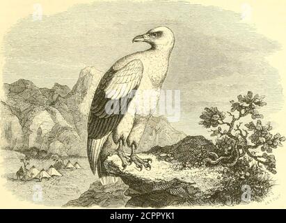 . Histoire naturelle des oiseaux : suivant a classification de Isidore Geoffroy-Saint-Hilaire ; avec l'indication de leurs moeurs et de leurs Rapports avec les Arts, le Commerce et l'agriculture . eur fait souffrir, m TKinr DES GYPOHIEUACIEXS. Celte Tribu, la deuxième de la Famille des Falconidés, est intermédiaire entre les Falconiensel les Vulluriens; M. Isidore Geoffroy-Saint-Hilaire, ue se prononce pas définitivement sur lavéritable Place du Gem-e uni(]ue qui la constitue, et cest avec doute quil en a fait une Tribu. Genre GYPOHIÉRAX, Gypohierax, de Ruppel (^ùi. Vautour, îkat!, Épenier, ce Stockfoto