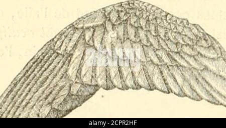 . Histoire naturelle des oiseaux : suivant a classification de Isidore Geoffroy-Saint-Hilaire ; avec l'indication de leurs moeurs et de leurs rapports avec les Arts, le Commerce et l'agriculture . Hirondelle de obtuses; laile obtuse Nest autre chose quune aile aiguë, dont lextrémité a subi une sectionoblique. Oder, plus laile, qui est le bras de levier de la puissance, a son extrémité éloignée du. KJL^ Stockfoto