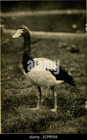 . Die Vögel der Welt eine einfache und beliebte Klassifizierung der Vögel der Welt. Mit Genehmigung des Oxford Museum, African Fin-Foot {Podica senegahnsis). {Siehe S. 38.) Die merkwürdig kormoranartige Form dieses Vogels (Podica senegalensis) kontrastiert merkwürdig mit seinem typisch rail-artigen Schnabel und den gelappten Zehen. {zu Gesicht S. 38.. Foto Copyright hy 11. P. Dando, FZ.S. Elster-Gans (Anseranas uielanolettcd). {Seep. 32.)die Beine dieses Vogels sind leuchtend orange und sein Gesicht fleischfarben. Stockfoto