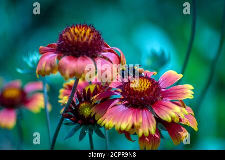 Nahaufnahme der indischen Decke Blumen Stockfoto