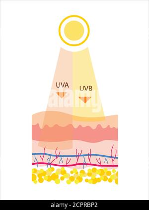 Flache Vektordarstellung von UVB- und UVA-Strahlung. Der Unterschied zwischen den Strahlungsarten im Sonnenlicht. Cartoon-Stil Illustration von UVA UVB Stock Vektor