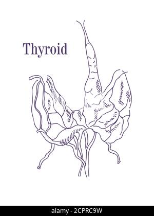 Vektordarstellung der Schilddrüse. Symbol der Anatomie der menschlichen Körperorgane. Medizinisches Konzept auf einem isolierten Hintergrund Stock Vektor