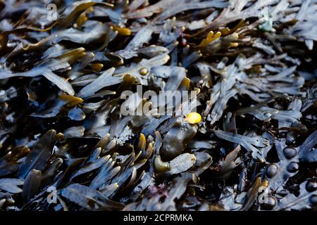 Blasenalgen am Strand bei Ebbe, Omaha Beach, Calvados Region, Normandie, Frankreich Stockfoto